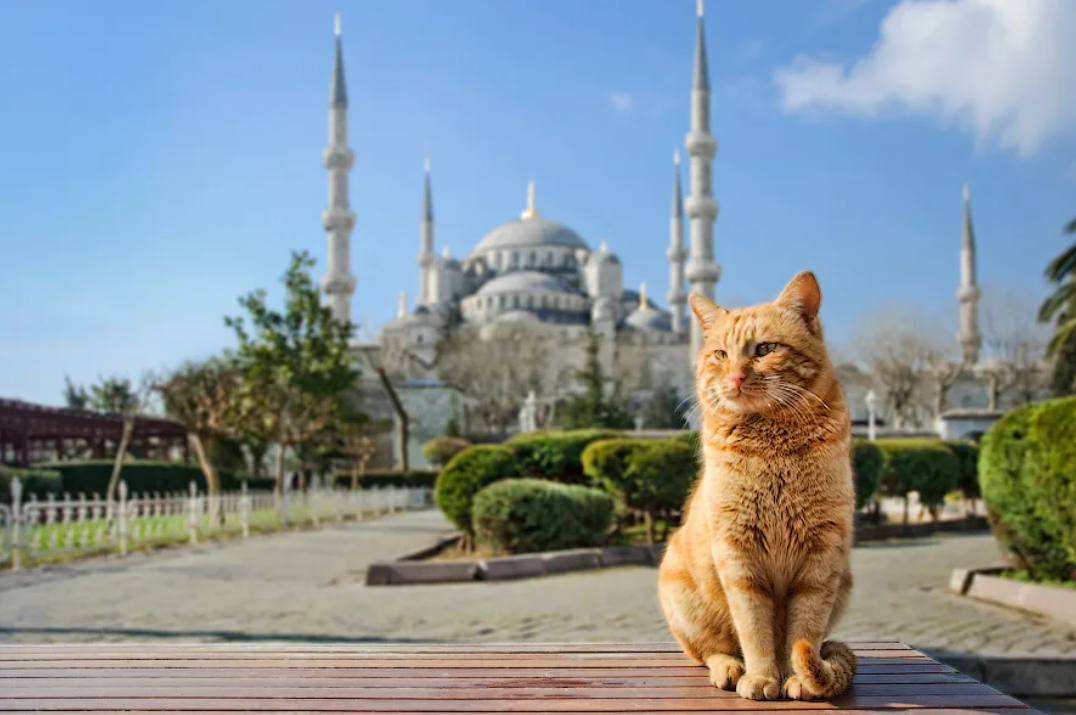 Турецкий город коз и кошек. Стамбул кот мечеть. Кошка Гюли Стамбул. Кот в мечети. Кошки в Турции.