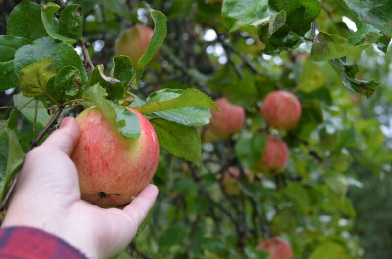 Яблоки в саду.