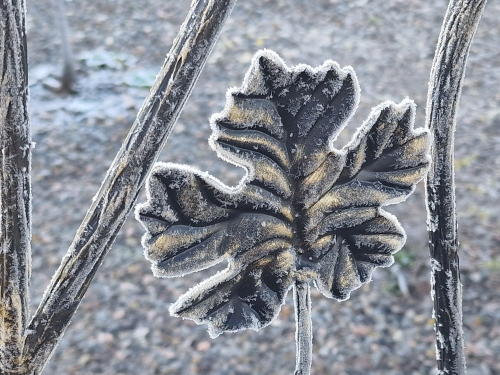 Фото кованной арки Фиолетового сна