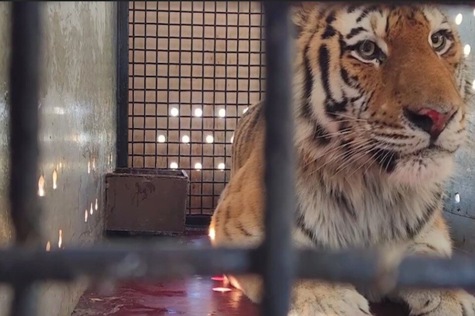    В Московский зоопарк привезли раненого амурского тигра Фото: стоп-кадр из видео