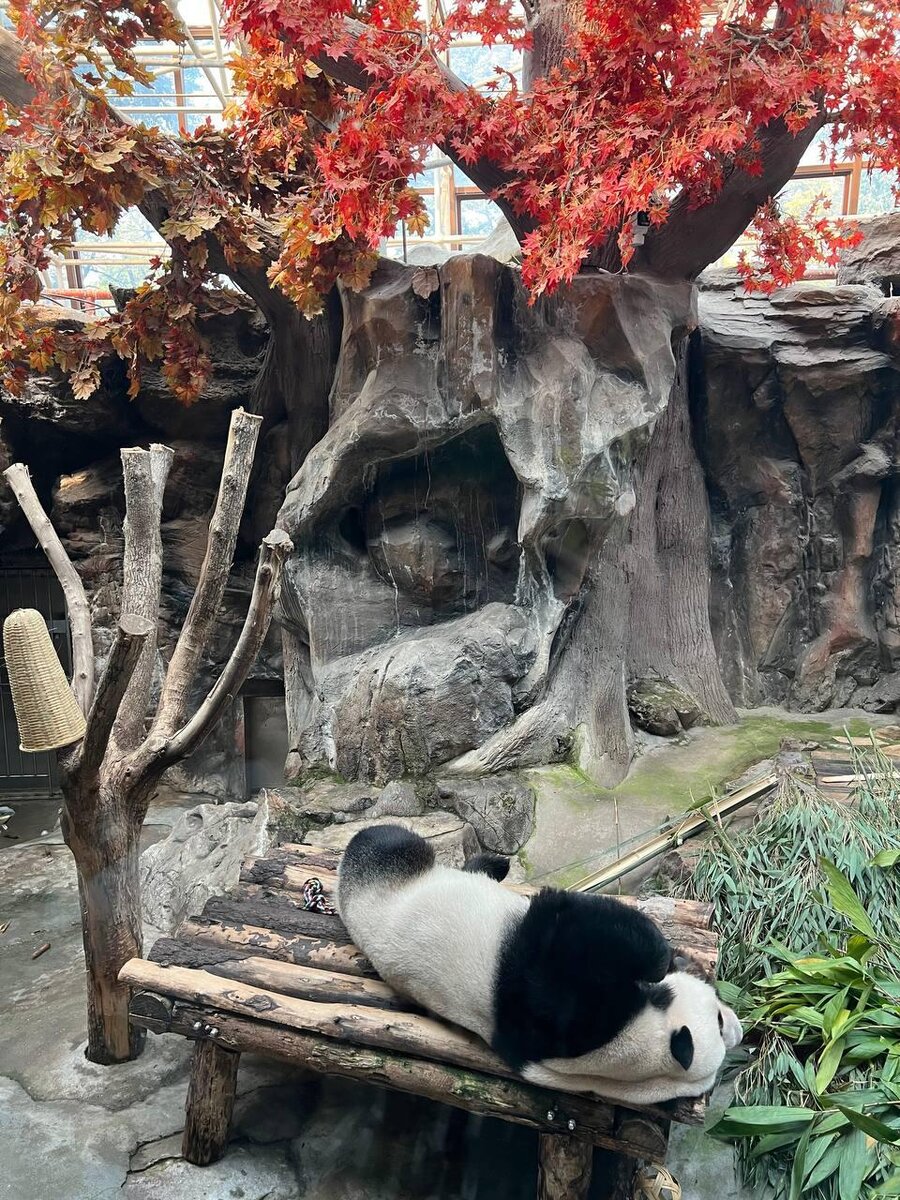 Спящая панда