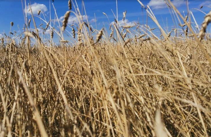    20 семеноводческих хозяйств Новосибирской области поставляют аграриям отечественные семена