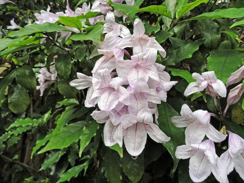 Как ухаживать за азистазией?