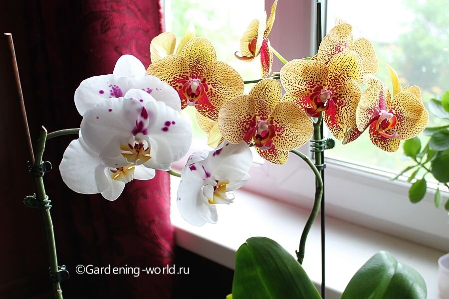5 правильных способов как спасти орхидею
