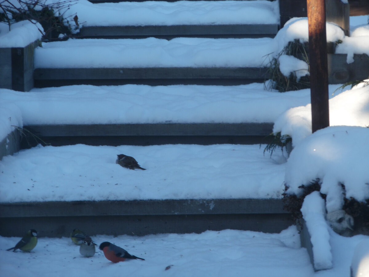 Первые ноябрьские морозы собрали птиц на кормушку. Фотографировала через окно, извиняюсь за качество