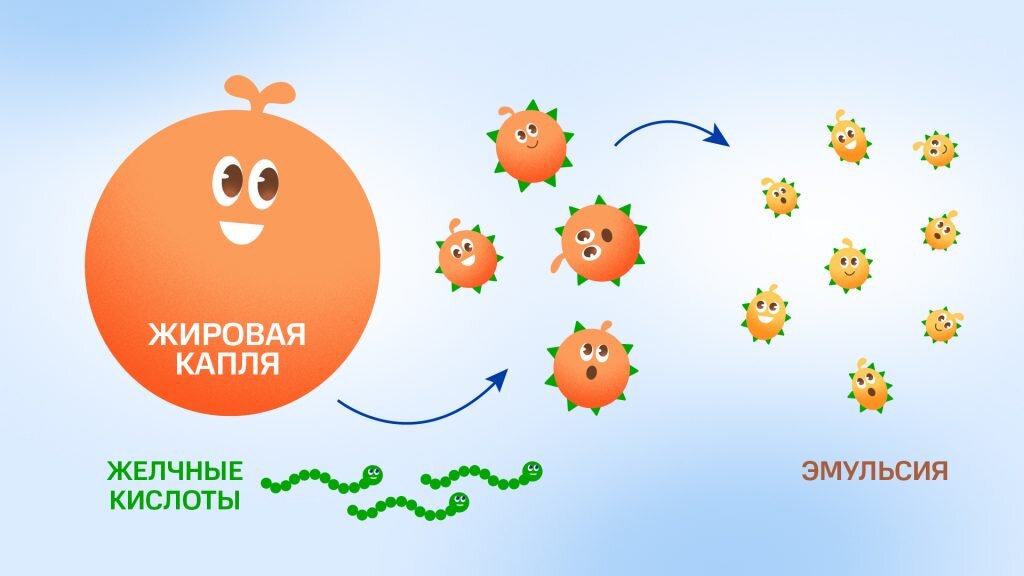   Процесс эмульгирования жиров при их переваривании Анна Послянова