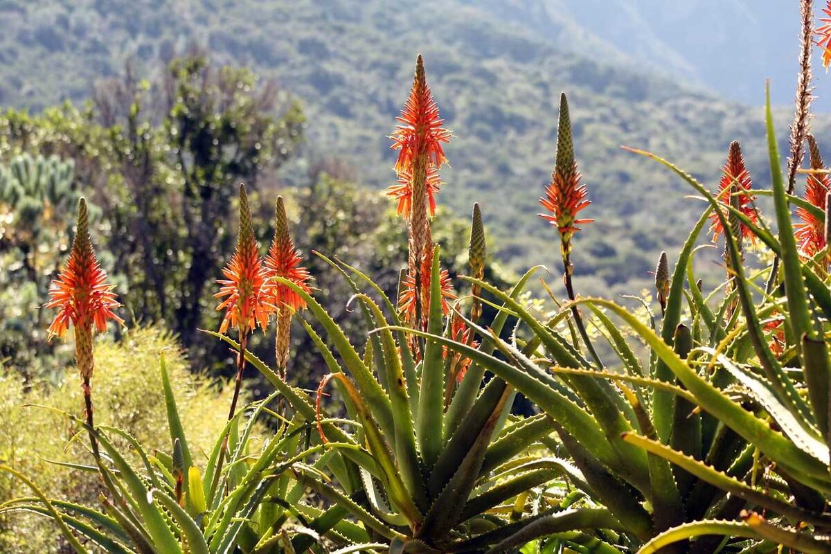 Алоэ древовидное (Aloe arborescens)