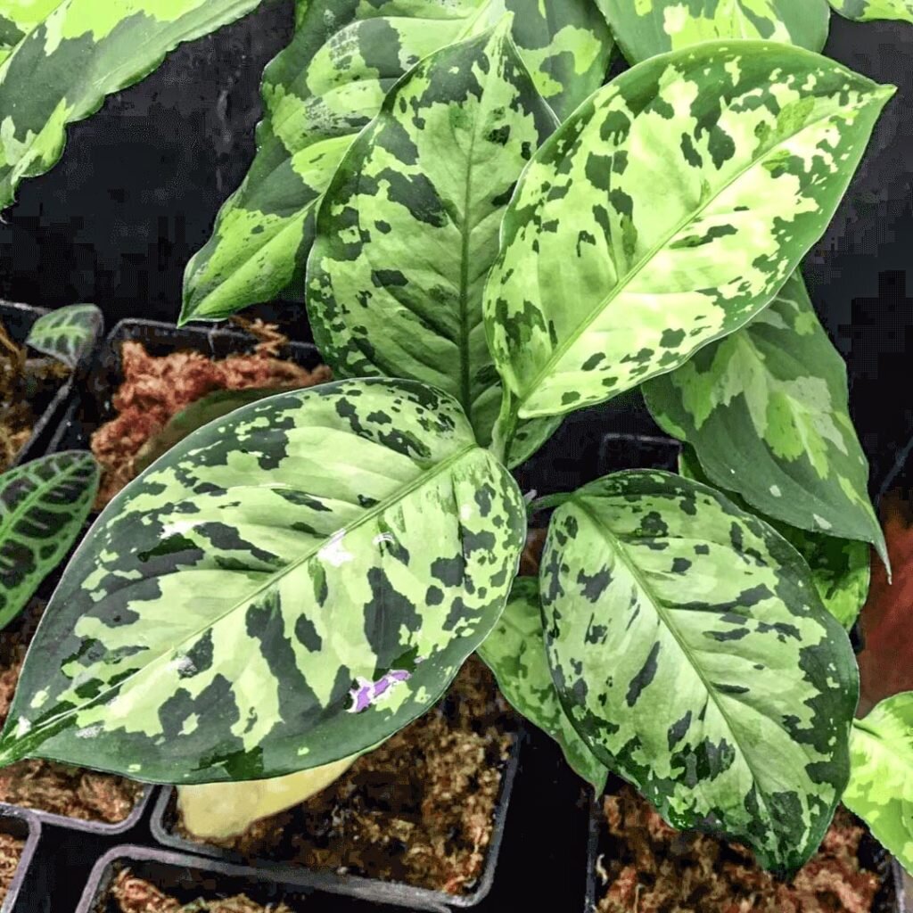 Сорт Триколор