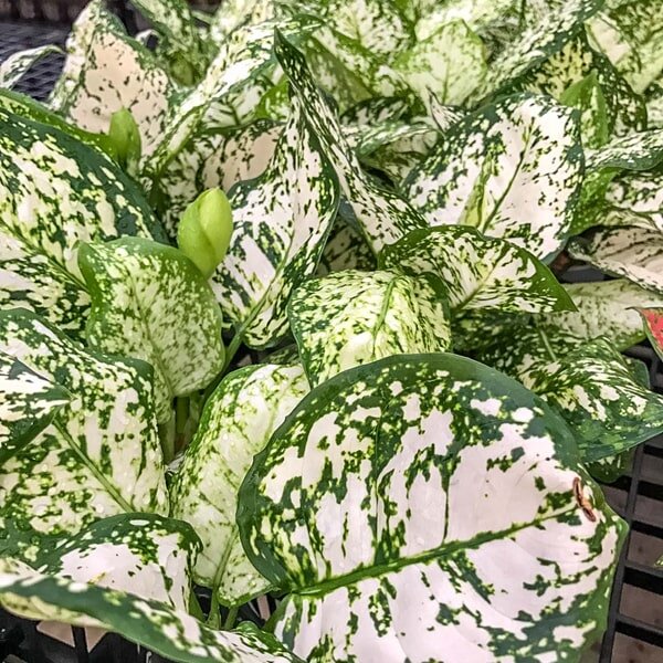 Сорт Белая Аньямани