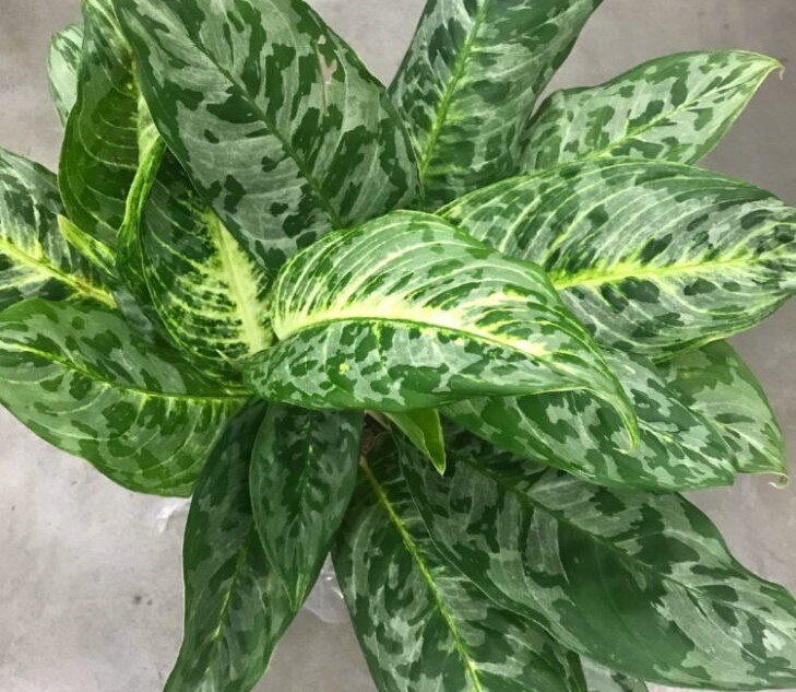 Сорт Жемчужина Китая