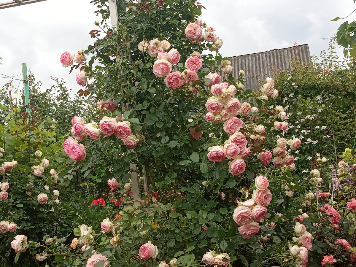 Роза Пьер де Ронсар. Лето 2023
