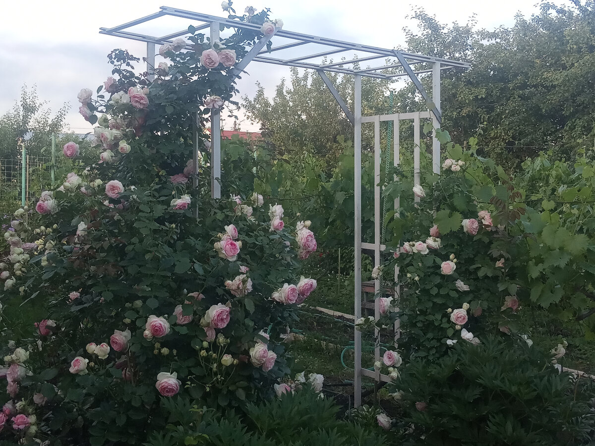 Роза Пьер де Ронсар. Лето 2023