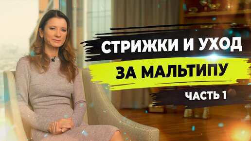 Особенности стрижки мальтипу. Косметика для мальтипу.