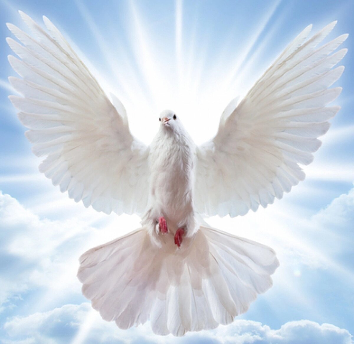 белый голубь. голубь с раскрытыми крыльями. голубь с раскрытыми крыльями. белый голубь. красивые белые птицы.