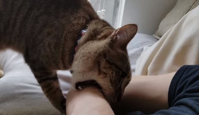 Кошка кусает хозяина.