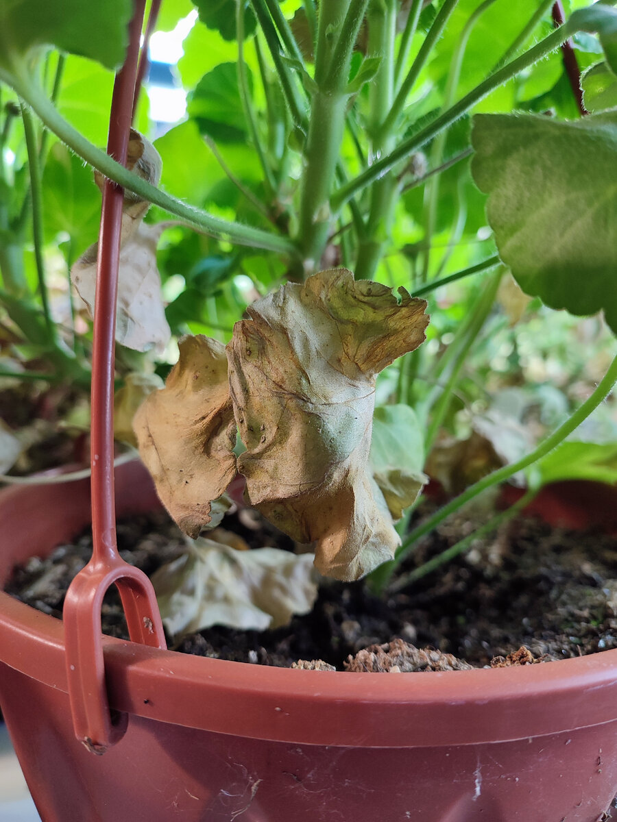 Вот так выглядит процесс умирания старого листа. Точнее здесь он уже окончательно умер. Я иногда специально не убираю пожелтевшие листья до конца, т.к. растение использует питательные вещества, запасенные в листьях. Если сильно раздражает желтизна - иногда просто обрезаю желтую часть листа. 
