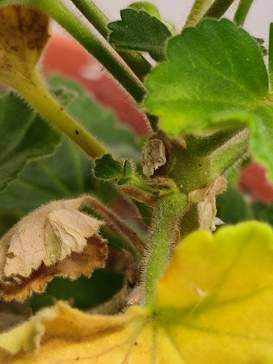 А здесь из пазухи растет побег. Можно подождать, когда лист полностью высохнет, можно его отрезать. Я обычно оставляю 1см черешка листика, чтобы случайно не травмировать нежный побег. Потом черешок отсохнет сам. 