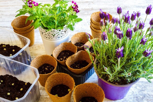 Как правильно сохранить однолетние растения до следующего сезона?