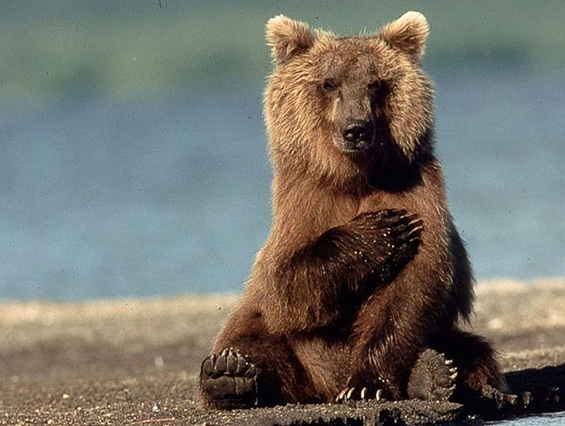 Pro bear. Приколы про медведей с надписями. Поклон животные. Медведь мед прикол. Фото бурого медведя в лесу.