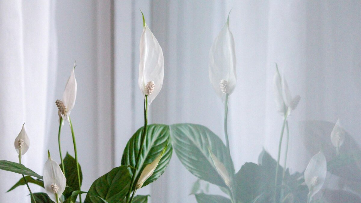    Что делать, если спатифиллум погибает: цветовод назвала ошибке в уходе за "женским счастьем"© Unsplash / Outi Marjaana