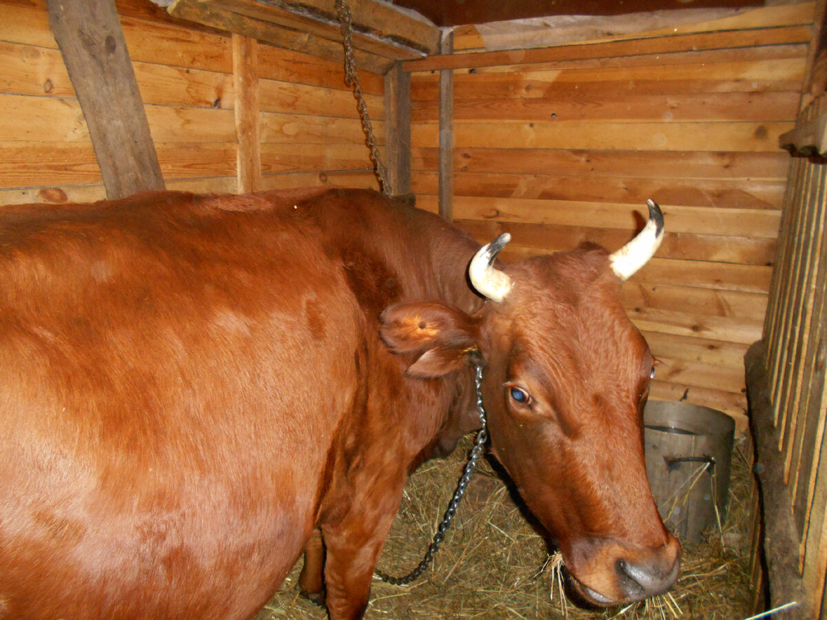 Наша первая и самая любимая коровка Ладушка