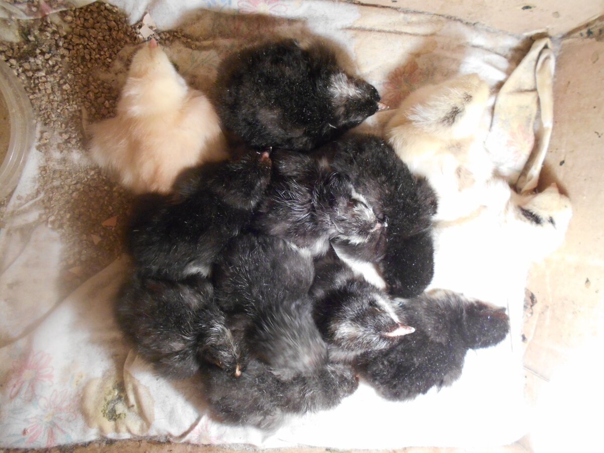 Цыплята выводятся ежемесячно