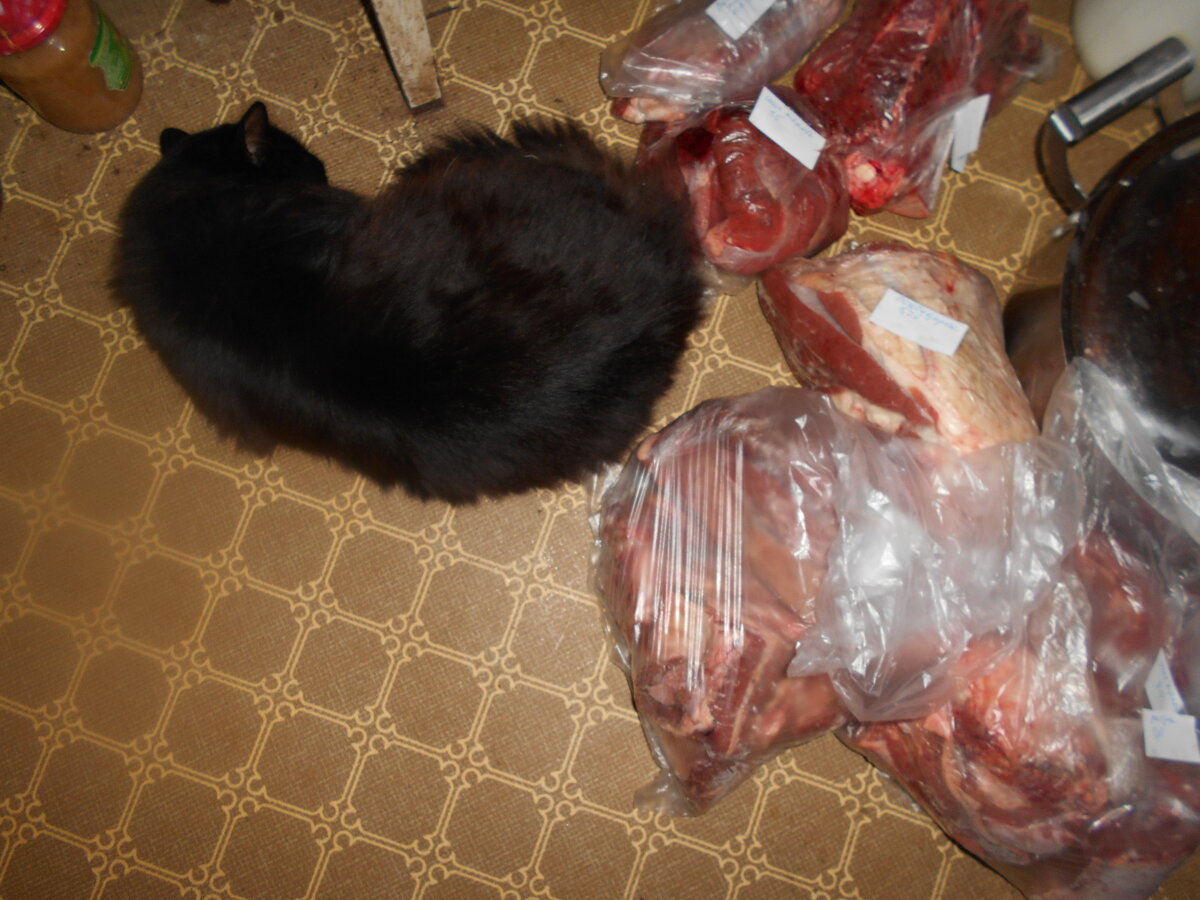 Кот Дизель и мясо