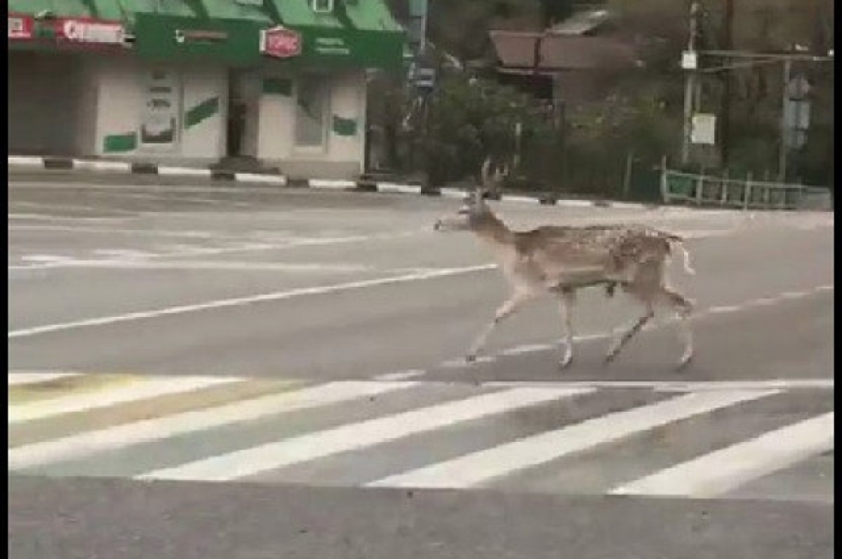    На дорогу в Туапсе выбежал олень