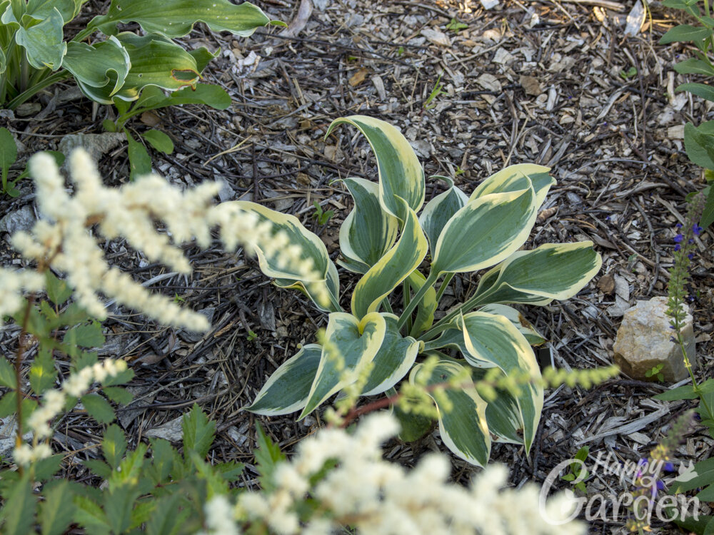 хоста Ben Vernooij астильба Moccachino. Кайма у хосты и цветок и астильбы идеально подходят друг к другу по цвету. 