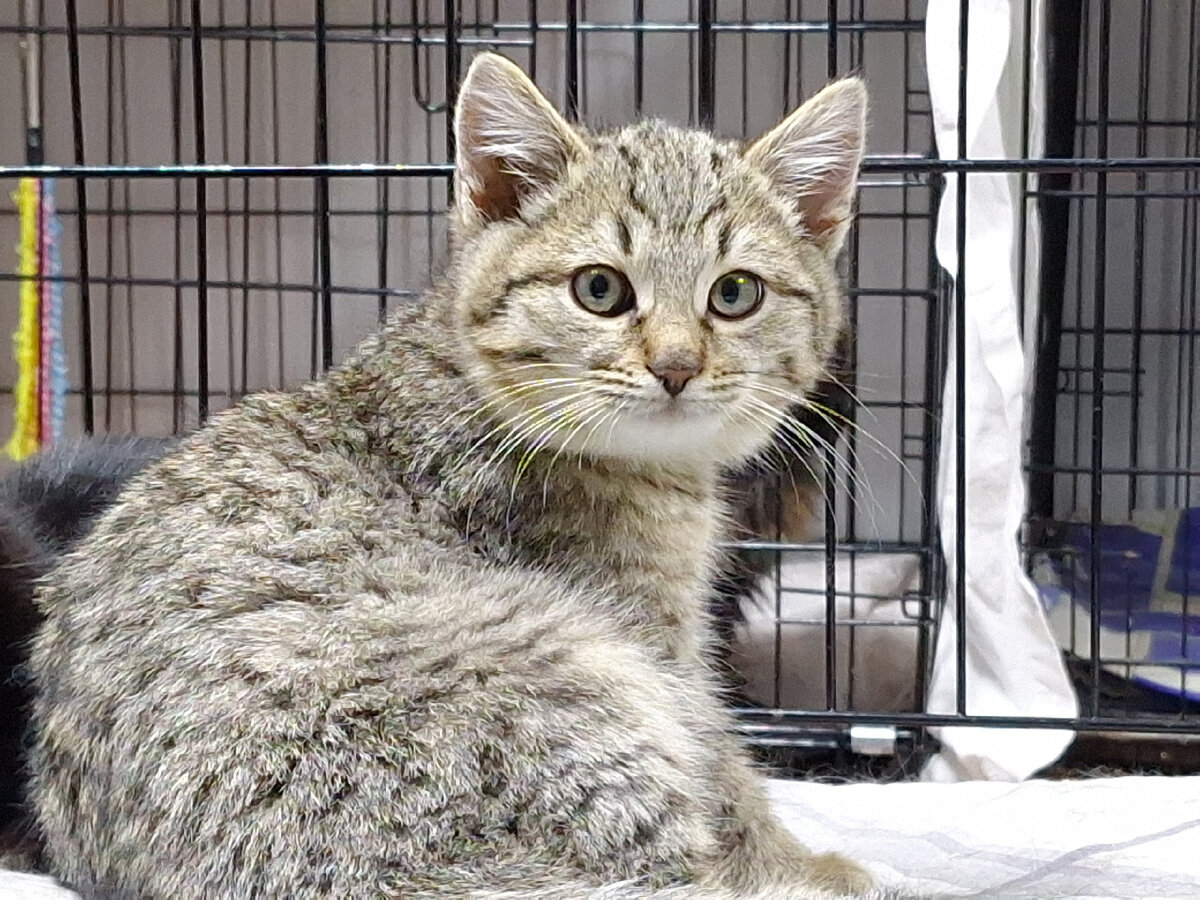 Иммануил -котенок из Емельяновского района. 2.5-3 месяца