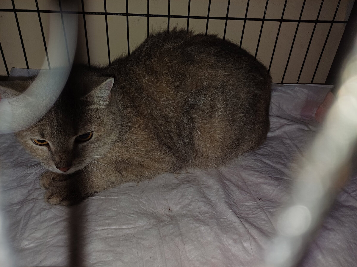 Парижанка-мать 4 котят, которые тоже пойманы. вся семья в клинике Провет.