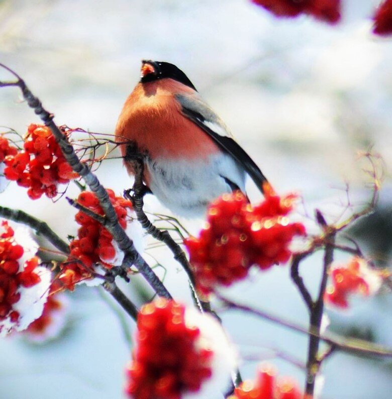 Картинка из источника в свободном доступе.