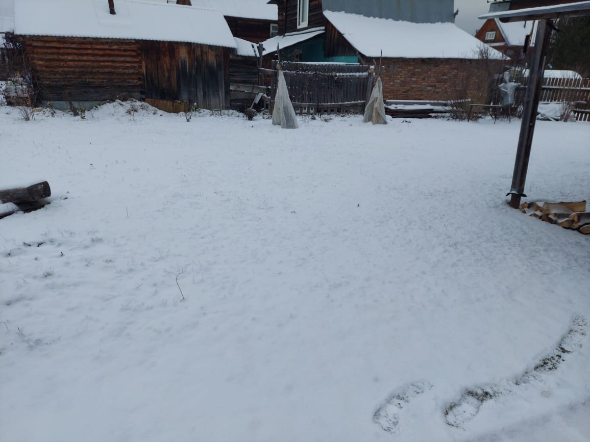 Это туи укрытые стоят на фоне соседского участка.