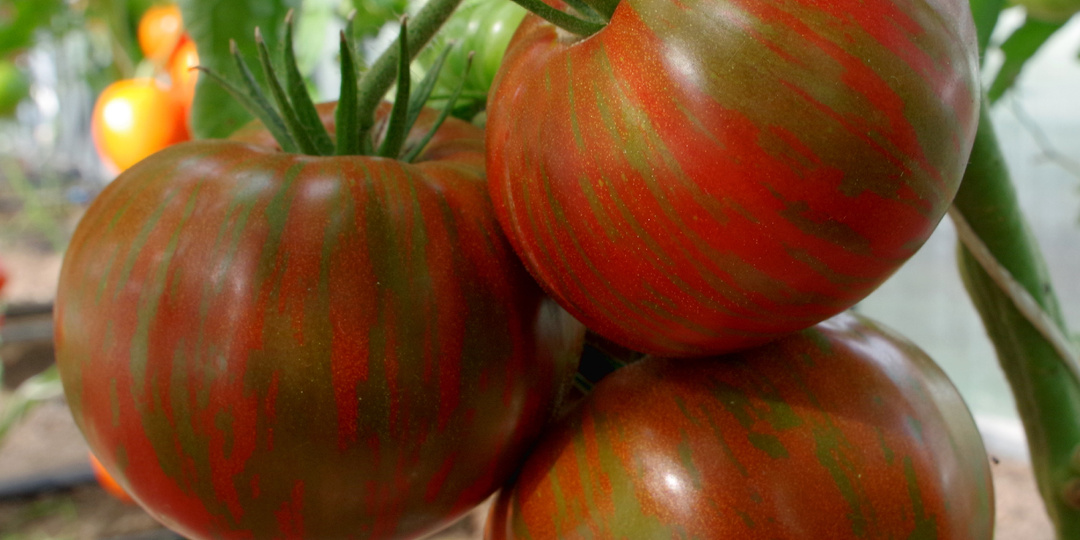 🍅 10 народных томатных любимцев!