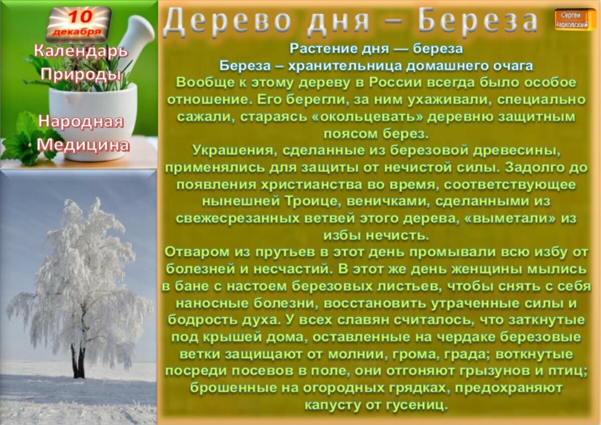 Приметы на 10 февраля. Народные приметы 10 августа. День дерева Дата. 10 Декабря приметы. Праздники и даты 10 августа.