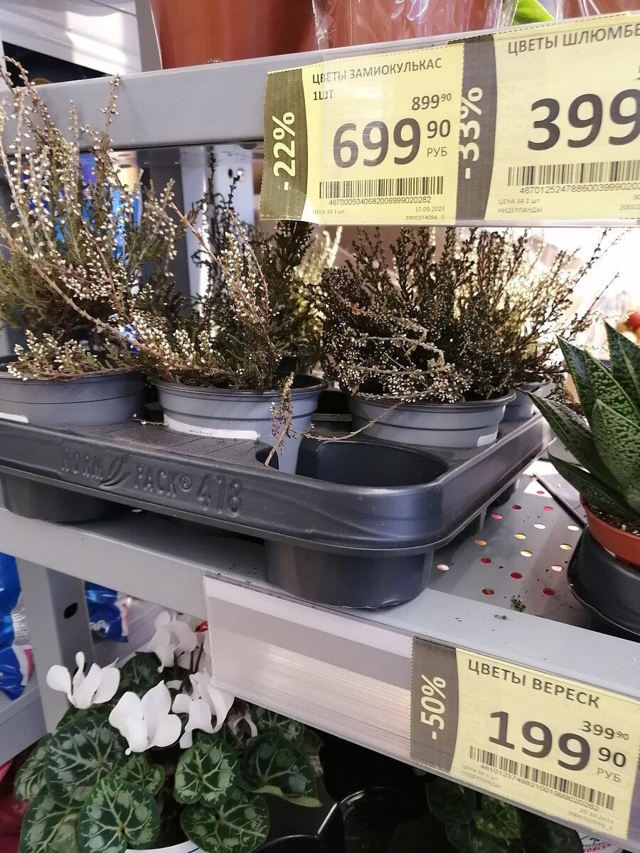 Засохший вереск на полке в магазине