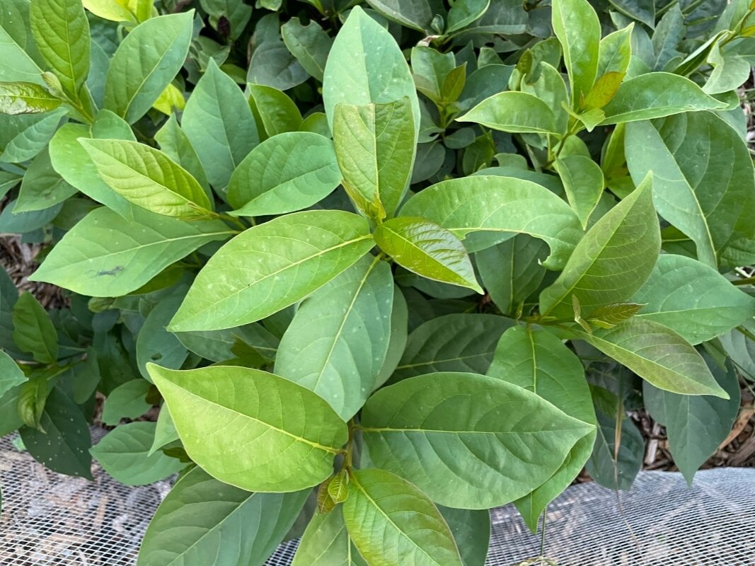 Фото: virginiatrees.com