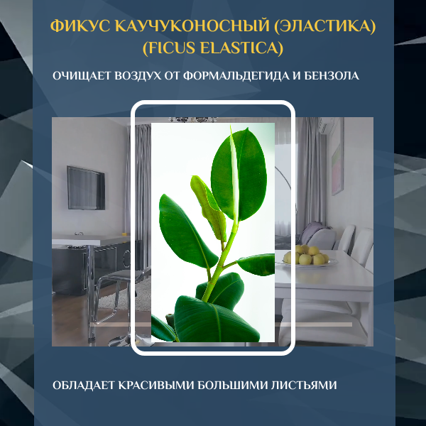 Растения, очищающие воздух в гостиной