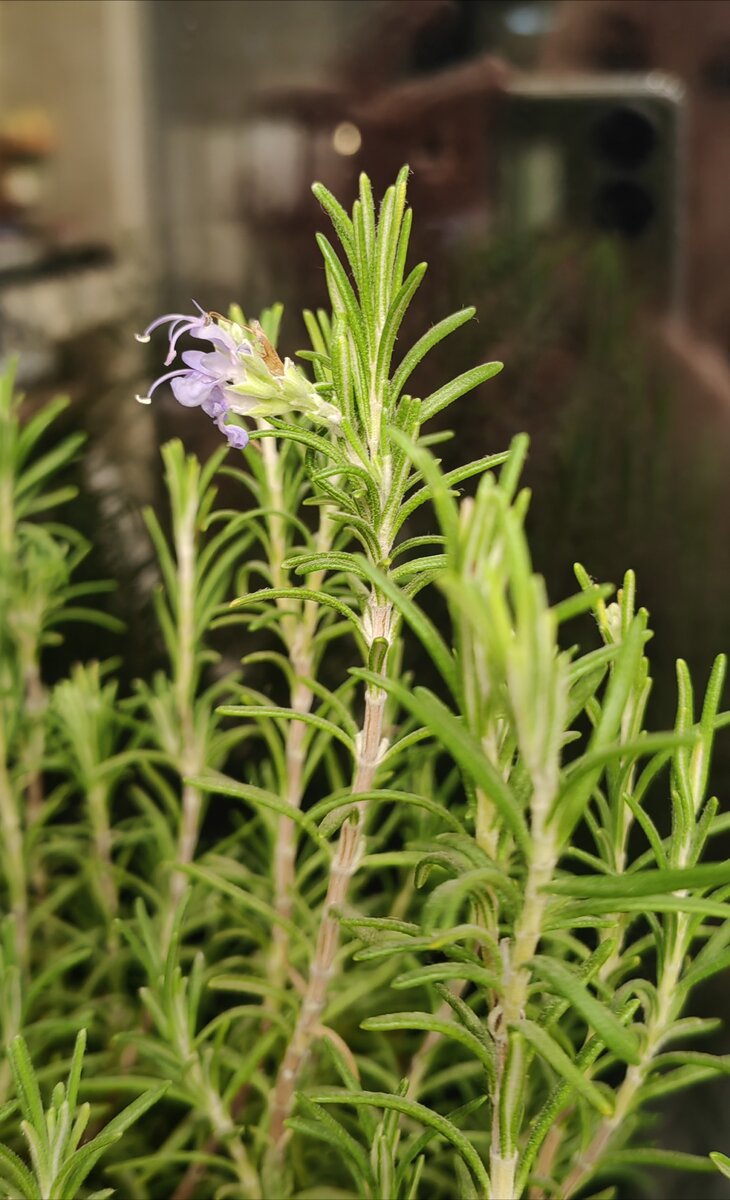 Это у меня розмарин зацвёл 🌱 обожаю розмарин в мясо и картошку добавлять 😄 а цветёт он всегда в зиму у меня. А у мамы всё лето 😳