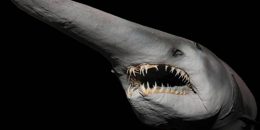 ОНИ ДРЕВНЕЕ МАМОНТОВ! Самые древние рыбы, живущие в наше время