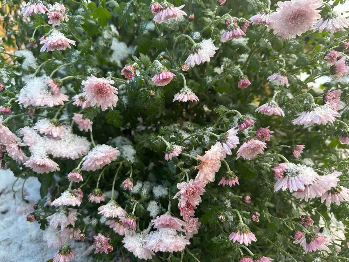 Ледяной рубеж цветению хризантем. Фотографии в тексте мои.
