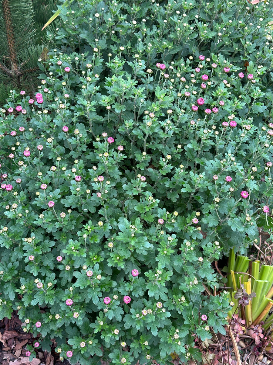 Октябрь. Эльда надумала, наконец, цвести.