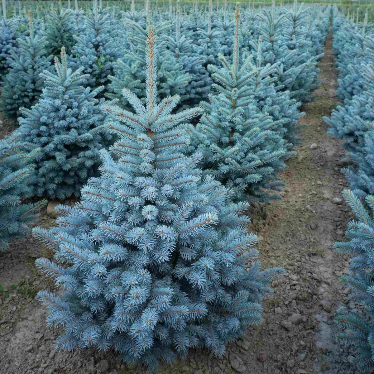Die bevorstehende Weihnachtszeit ist eine Zeit, in der die Geschäfte mit verschiedenen Arten von Christbaumschmuck und anderen Dekorationen gefüllt sind. Doch der wahre Shopping-Wahnsinn beginnt zum Jahreswechsel vom 4. bis 4. Dezember