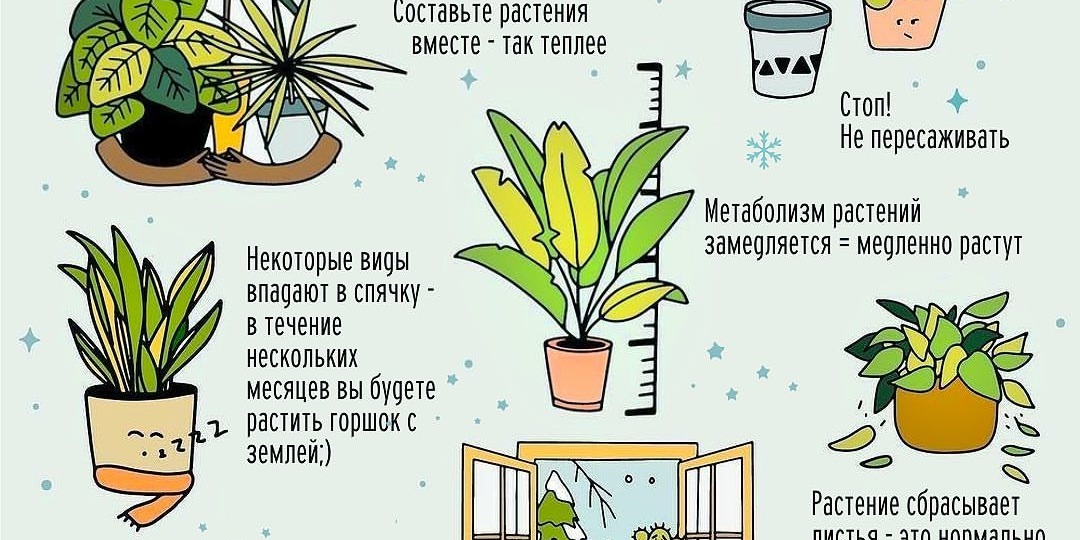 Как ваши растения зимуют? Не болеют?