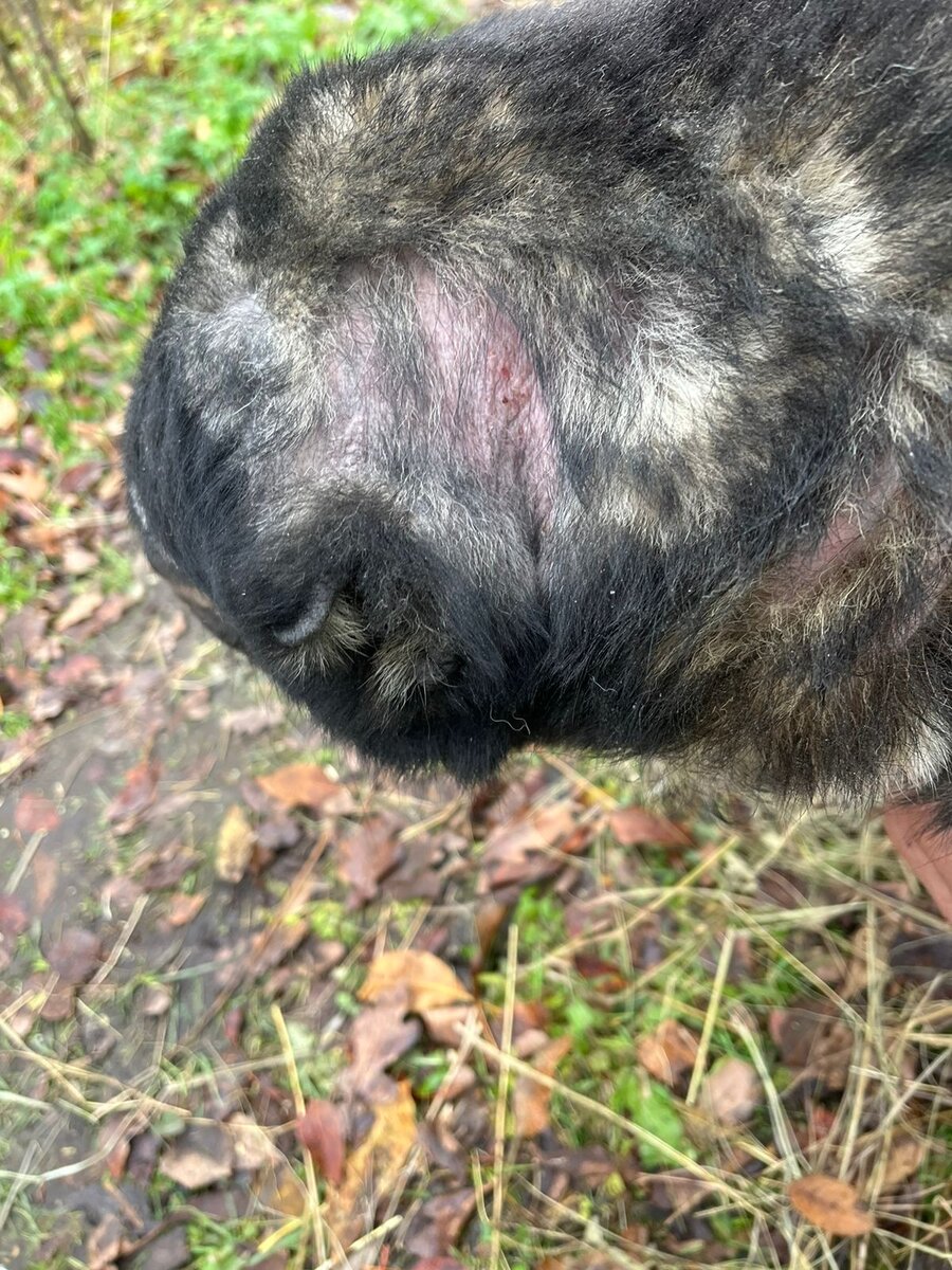 Одна из многочисленных ранок и залысин бедной Лолы. Больше фото вы можете увидеть в статье по ссылке ниже