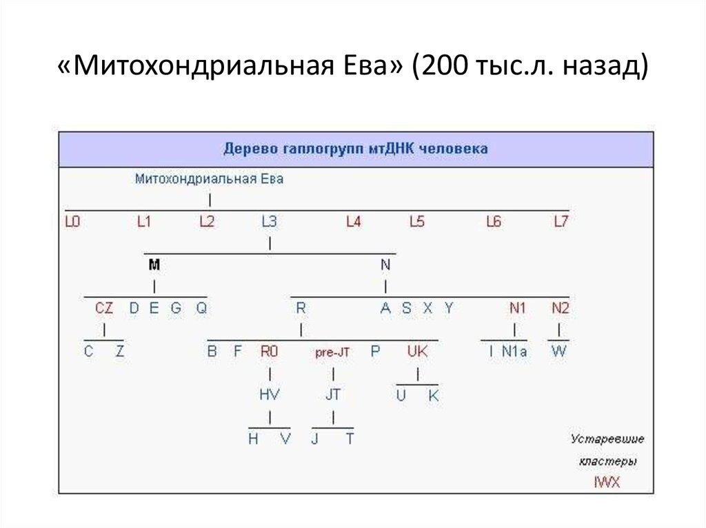 Гаплогруппа y. Дерево гаплогрупп y-ДНК. Гаплогруппа митохондриальной ДНК. Карта митохондриальная гаплогруппа.