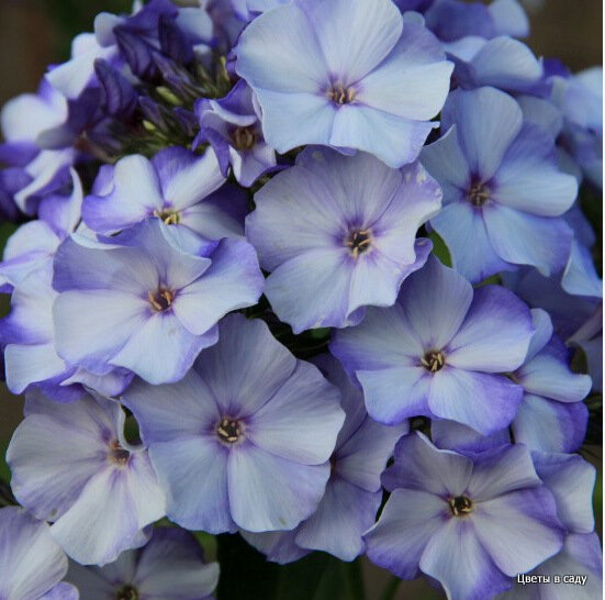 Флокс сорта "Новинка" селекции Харченко Е.Д.