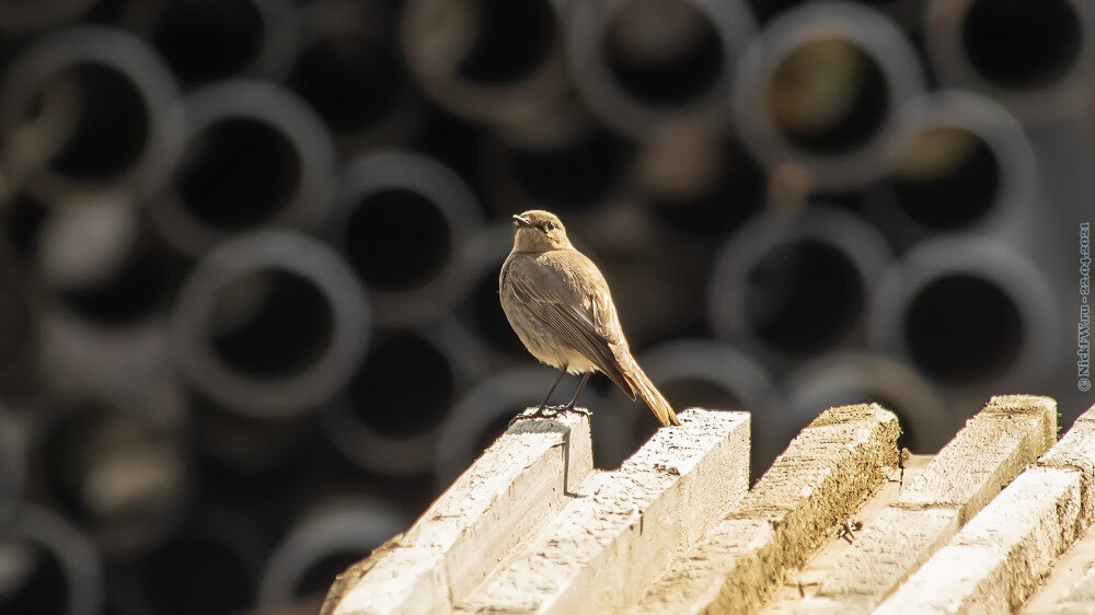 1. Самка горихвостки-чернушки © NickFW.ru — 22.04.2021г.