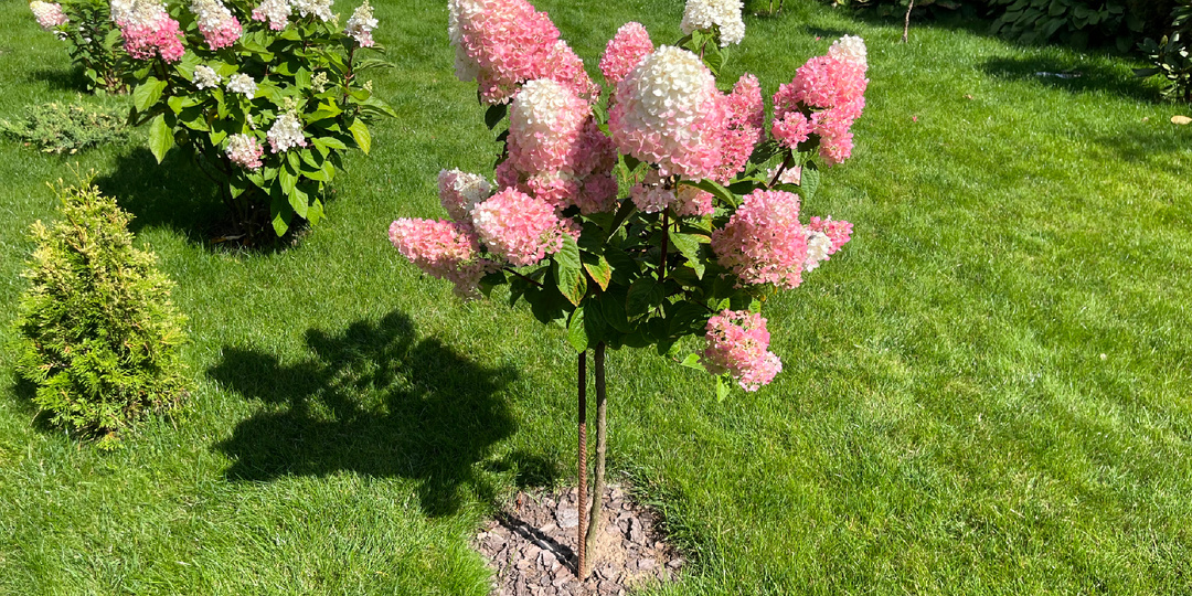 Метельчатая гортензия на штамбе в саду