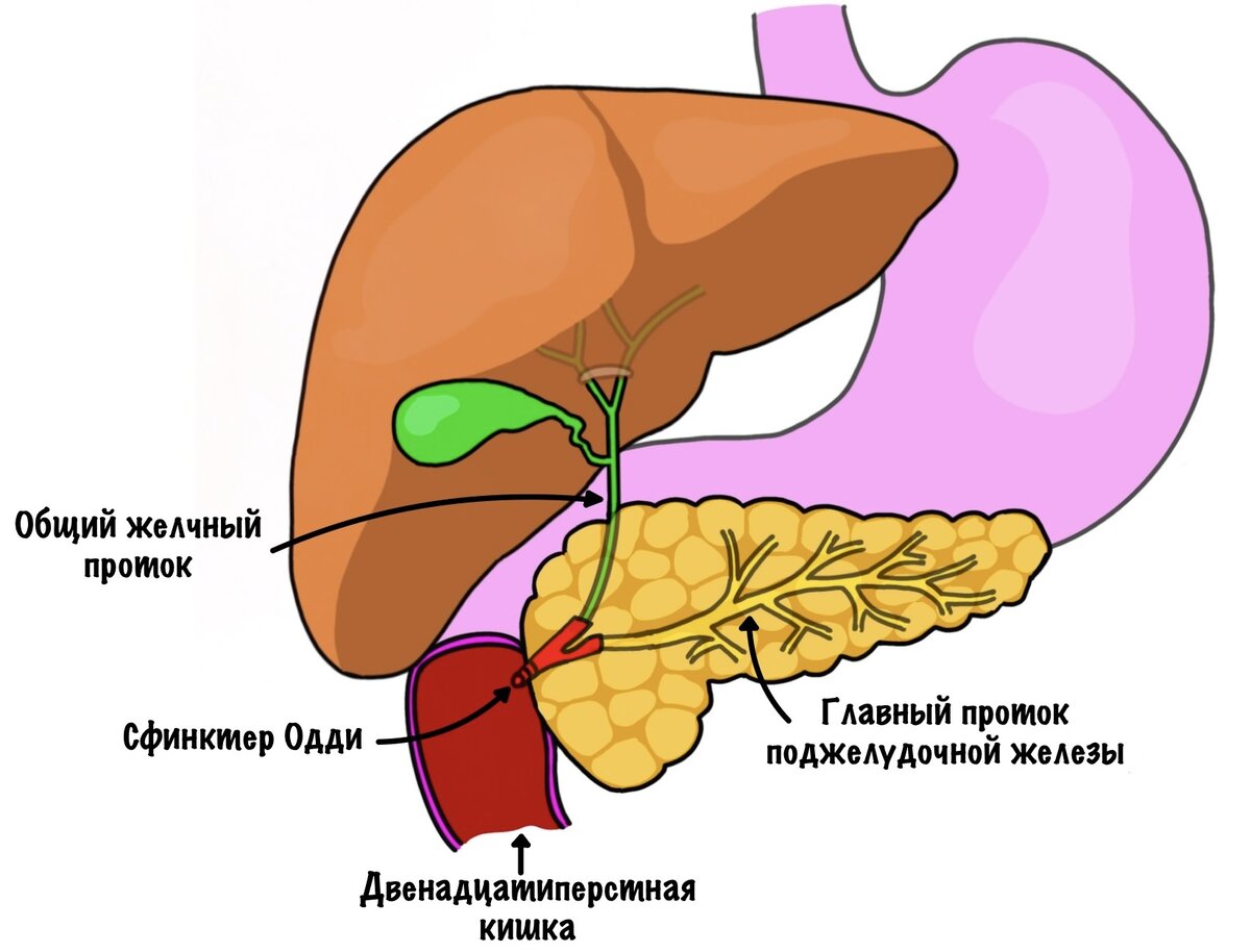 Где желчь находится у человека в картинках